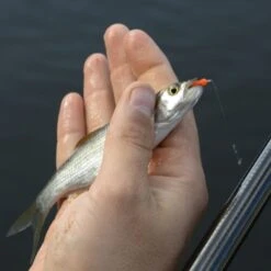 Cresta SPAGHETTI WORMS TOMATO RED -Visserij Benodigdheden Winkel Cresta Spaghetti Worms 3 min