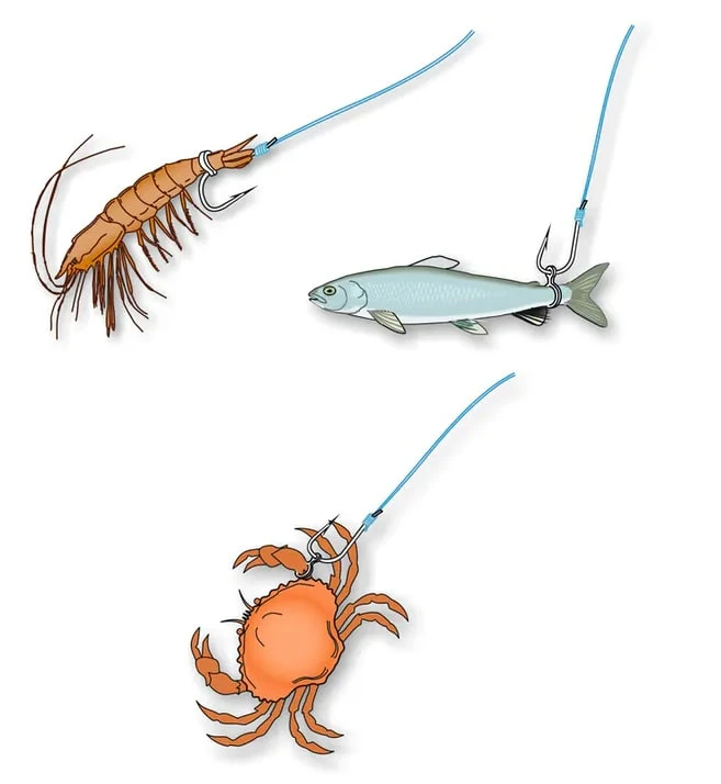 STONFO BAIT BANDS - 4 Opties 4 STONFO BAIT BANDS - 4 Opties - Afbeelding 4