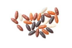 Drennan BUOYANT MAGGOT & CASTER -Visserij Benodigdheden Winkel drennan buoyant casters kunstaas imitatieaas min